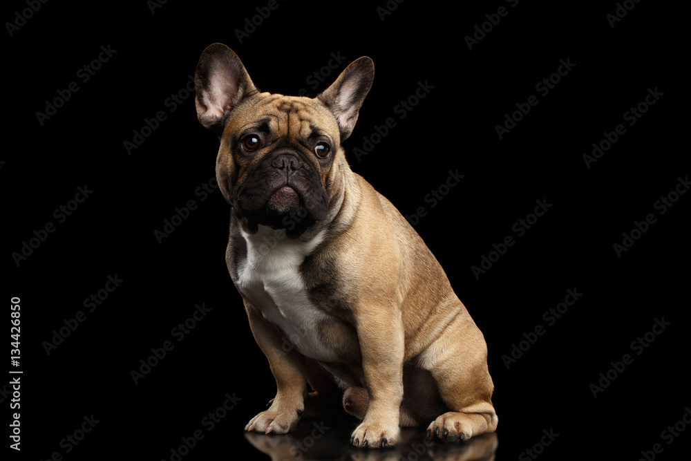 Fawn French Bulldog Dog Sitting and Looks sad on isolated black background, side view
