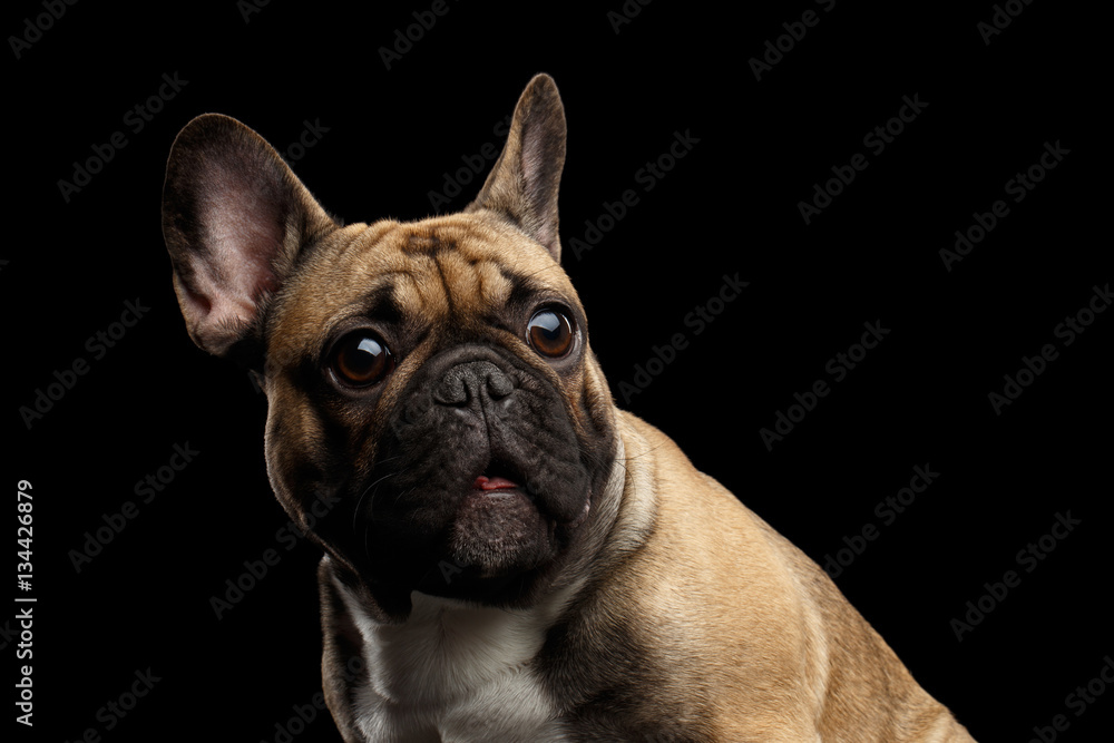 Close-up headshot of Fawn French Bulldog Dog Amazement Staring, Surprised opened mouth with Big round eyes on isolated black background, side view