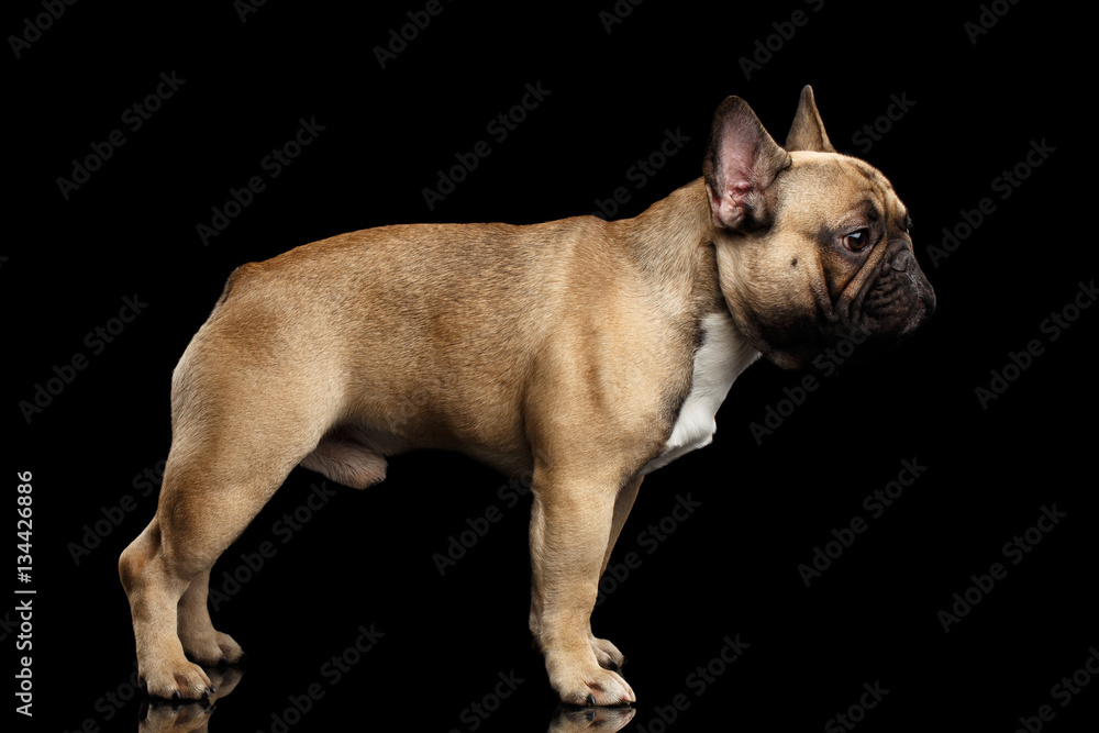 Fawn French Bulldog Dog Standing on isolated black background, side view