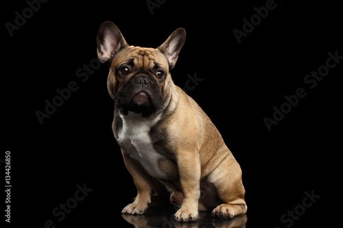 Fawn French Bulldog Dog Sitting and Looks sad on isolated black background  side view