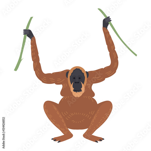Macaque monkey rare animal vector.