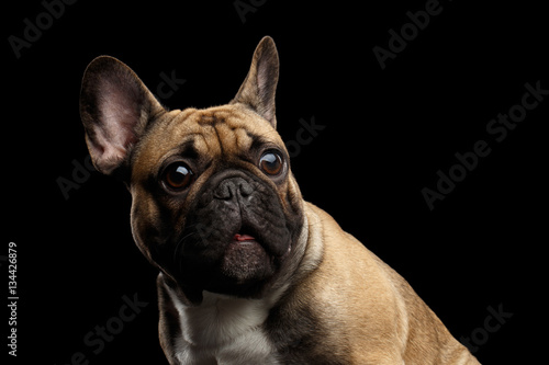 Fototapeta Naklejka Na Ścianę i Meble -  Close-up headshot of Fawn French Bulldog Dog Amazement Staring, Surprised opened mouth with Big round eyes on isolated black background, side view