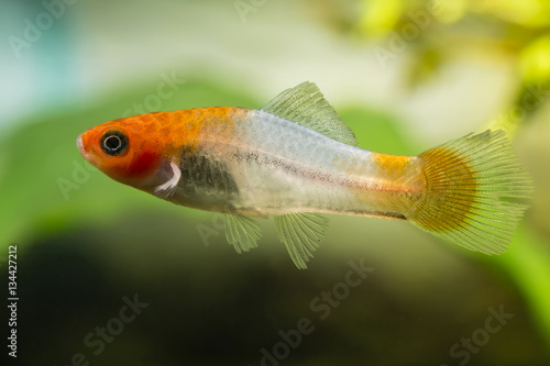 White and orange swordtail fish in the aquarium.