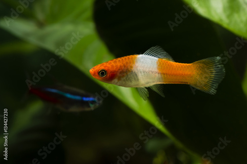 White and orange swordtail fish in the aquarium. photo