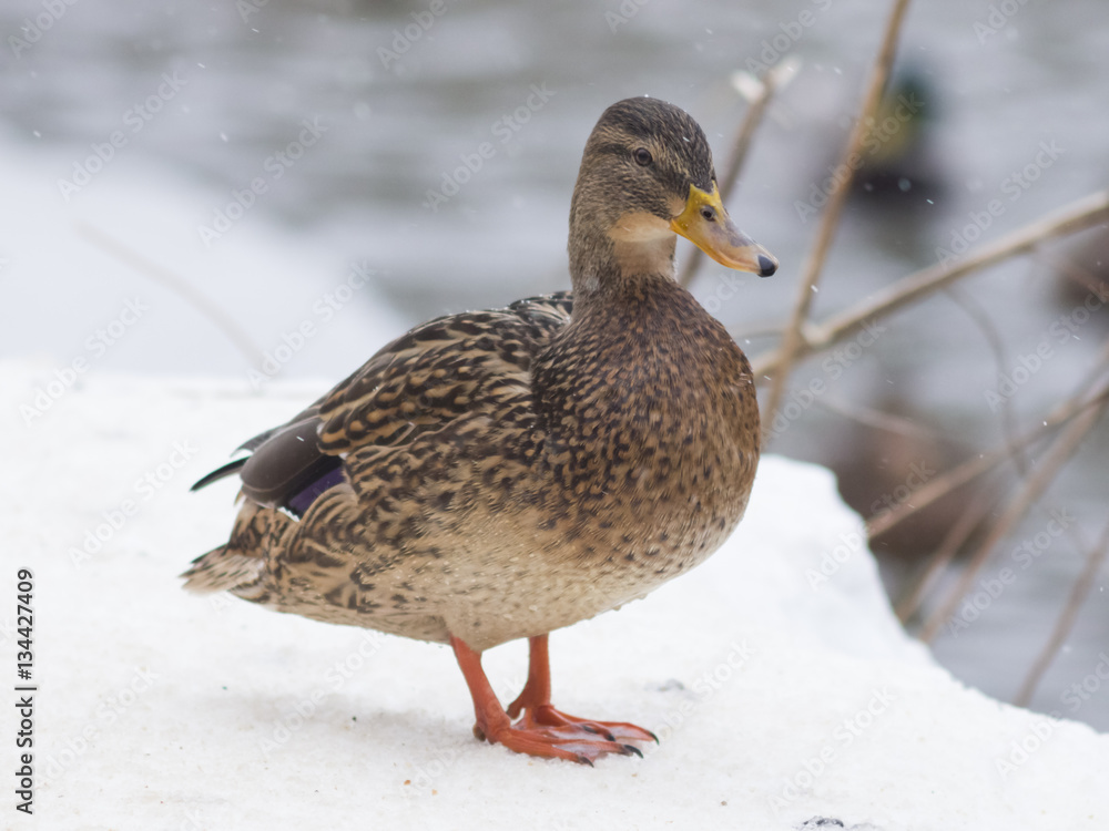 Mallard female duck, Anas platyrhynchos, close-up portrait in snow, selective focus, shallow DOF Mallard female duck, Anas platyrhynchos, close-up portrait in snow, selective focus, shallow DOF