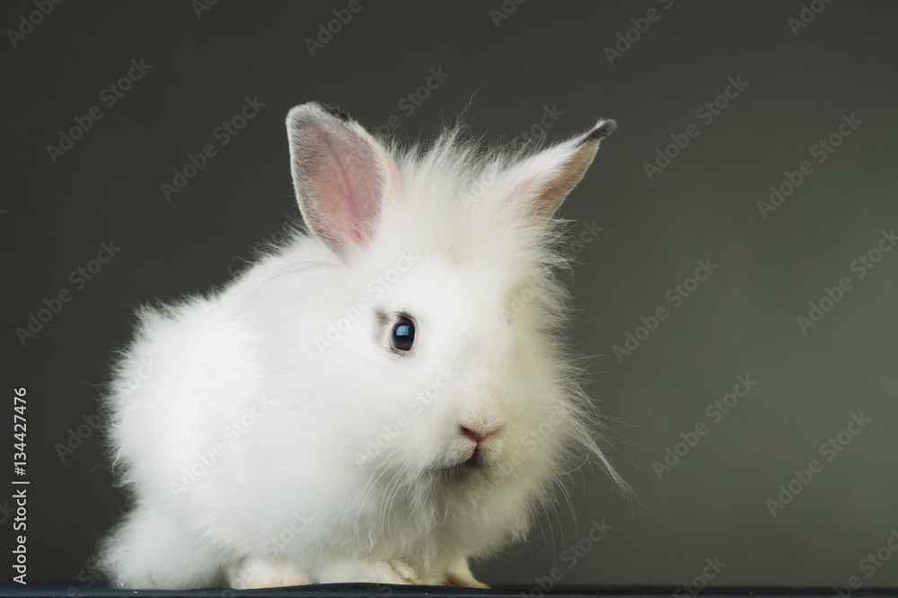 side view of a small white rabbit standing side view of a small white rabbit standing