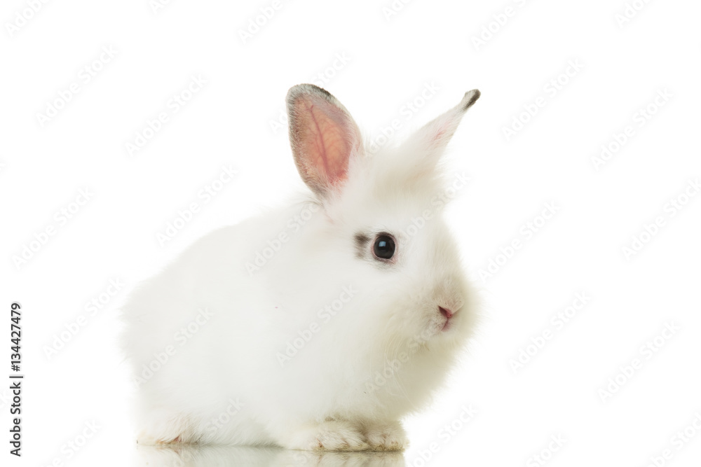 side view of a small rabbit isolated on white background side view of a small rabbit isolated on white background