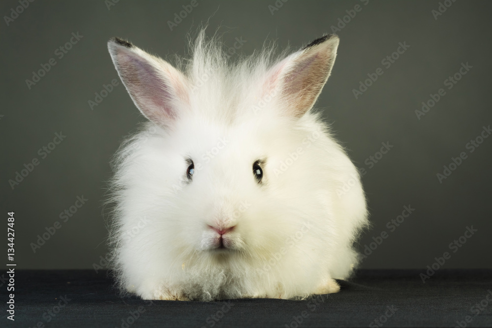 cute white rabbit with big ears cute white rabbit with big ears