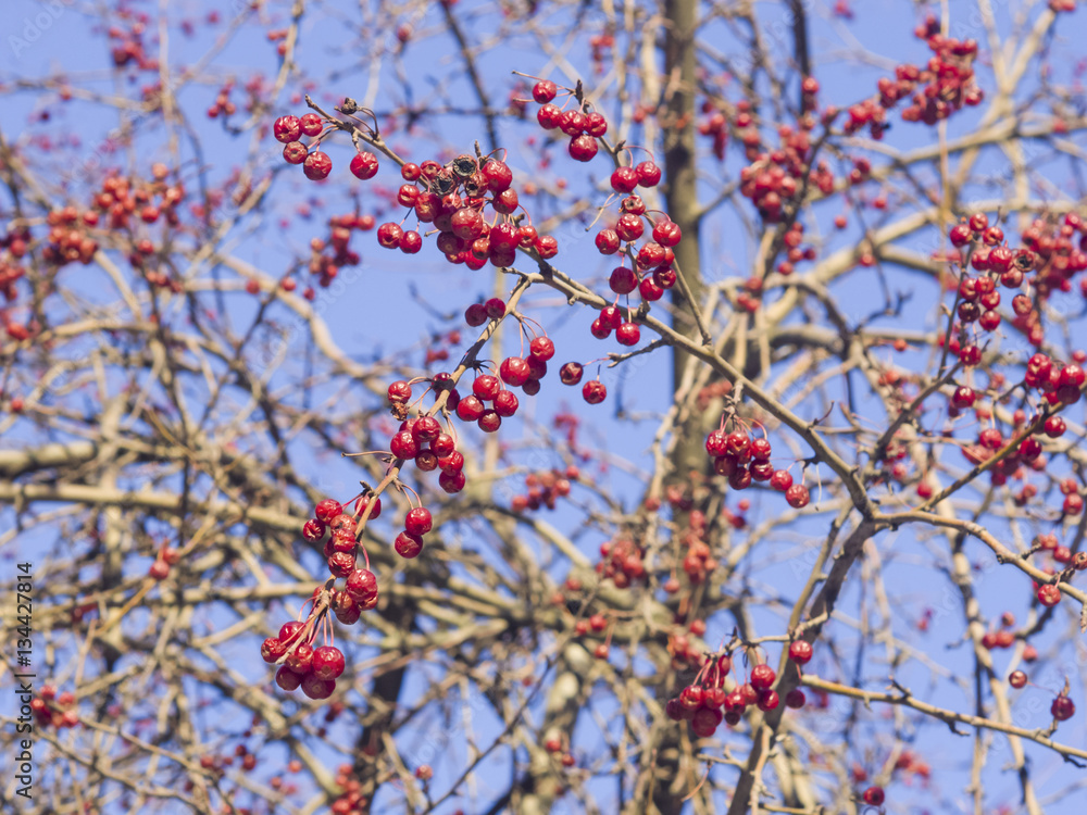 Frozen bright red rowan berries on branches macro with bokeh background against blue sky, selective focus, shallow DOF Frozen bright red rowan berries on branches macro with bokeh background against blue sky, selective focus, shallow DOF