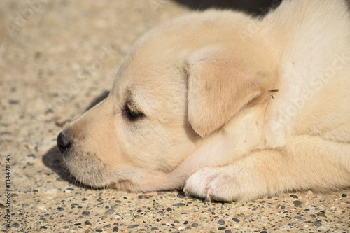 Labrador puppy lying head on floor 