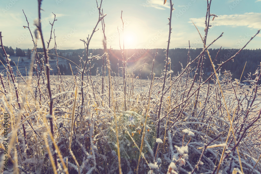 Obraz premium Frozen grass