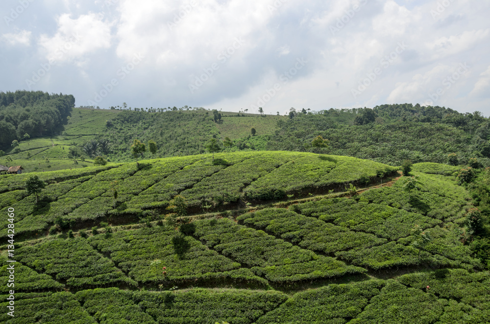 tea plantation