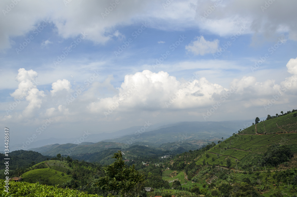 Tea plantation and blue sky