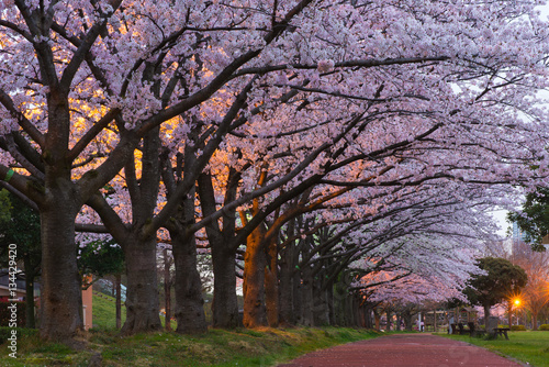 桜並木