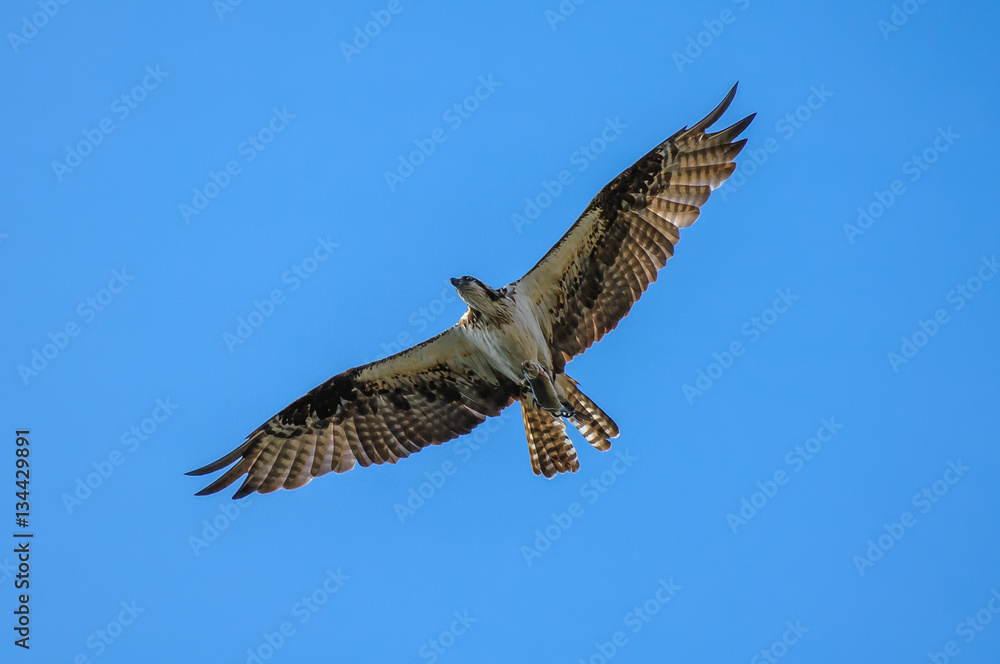 Fototapeta premium Osprey with large trout in talons flying over