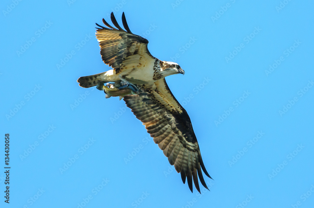 Fototapeta premium Osprey with large trout in talons flying over