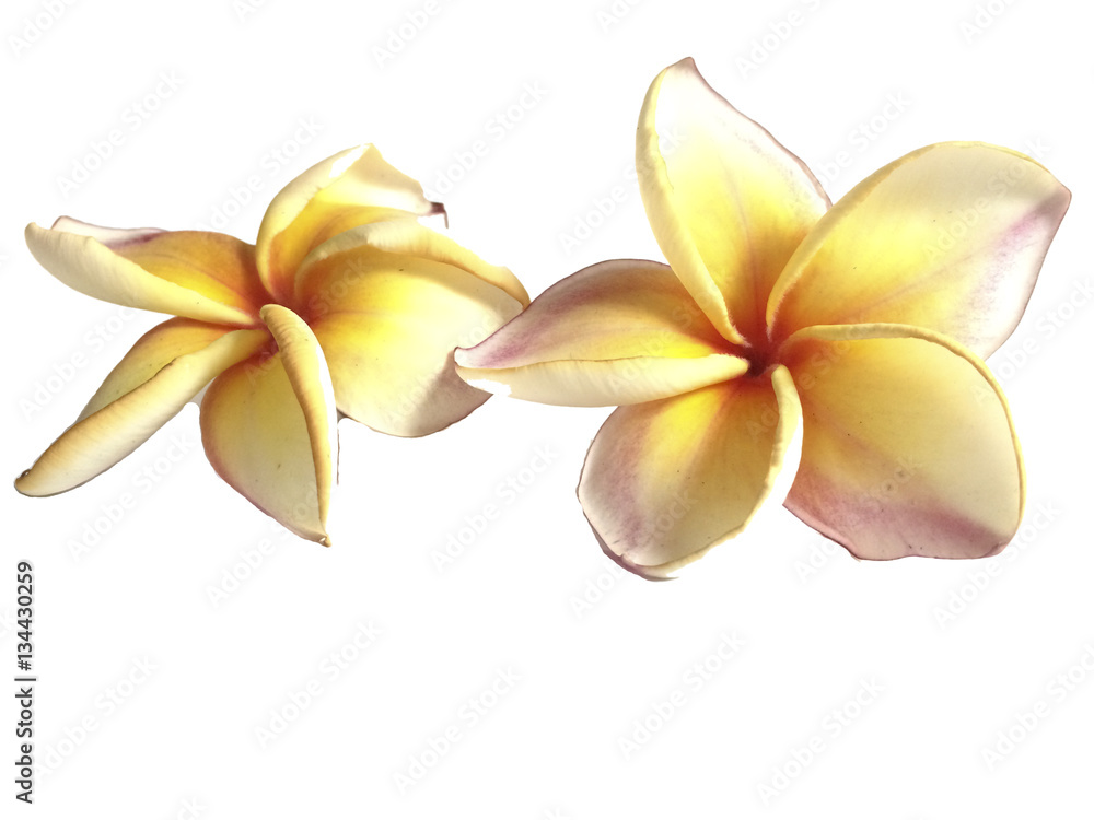 plumeria in isolate white background plumeria in isolate white background