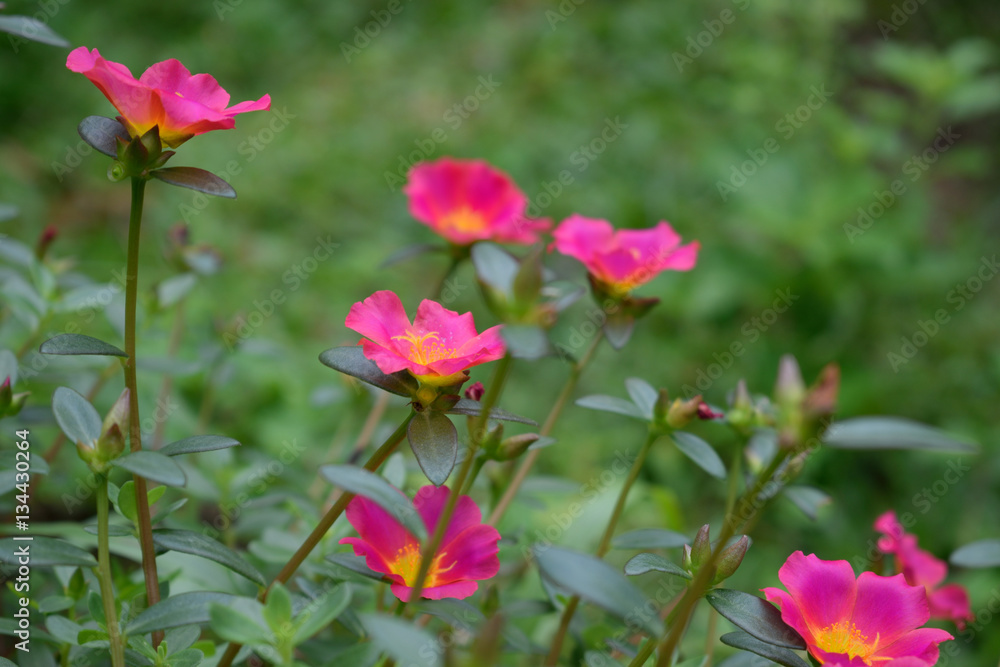 Fototapeta premium pink l ittle Hogweed flowers with green leaves