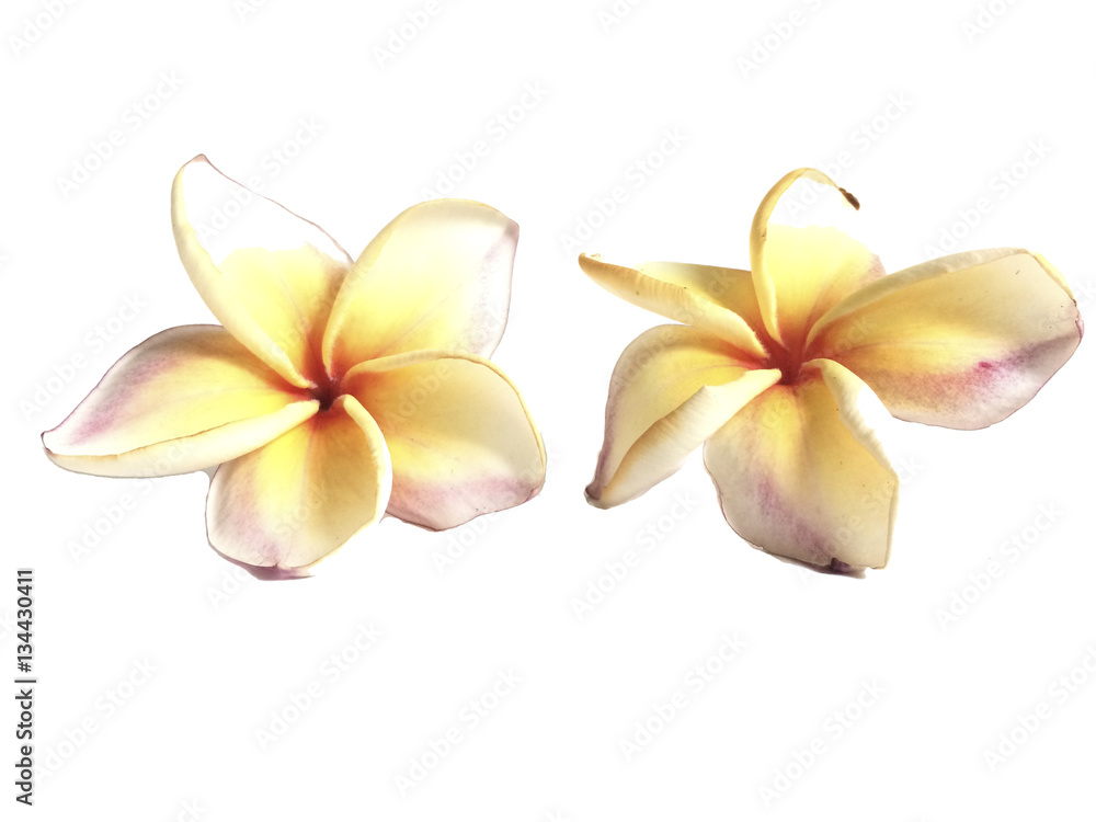 Fototapeta premium plumeria in isolate white background