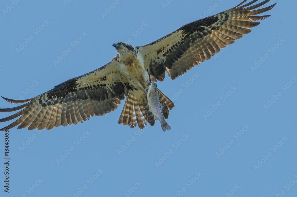 Osprey with freshly caught trout in talons flying over Osprey with freshly caught trout in talons flying over