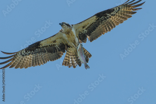 Osprey with freshly caught trout in talons flying over