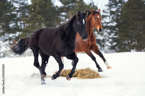 Two horses playing in the snow in the winter