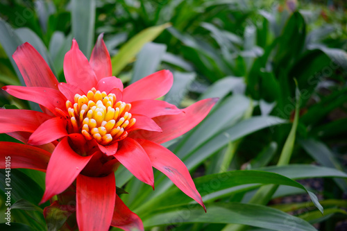 Bromeliad   flower for object or background photo