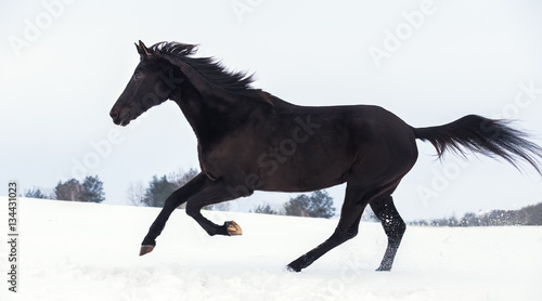 Black horse galloping in winter snow © julia_siomuha