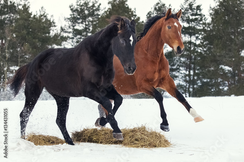 Two horses playing in the snow in the winter © julia_siomuha