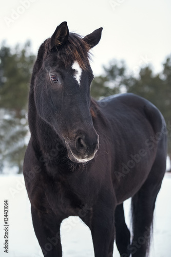 Portrait of black Trakehner horse