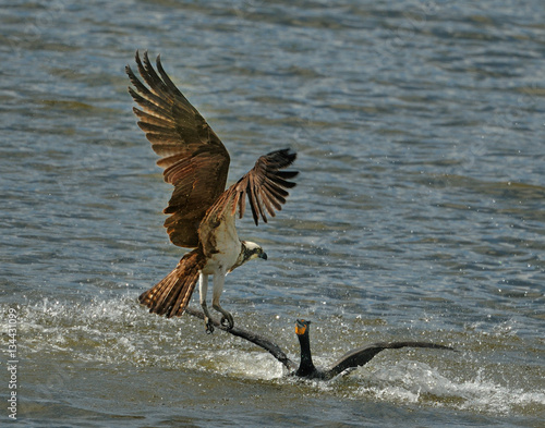 Osprey airborne fighting with cormorant in lake 
