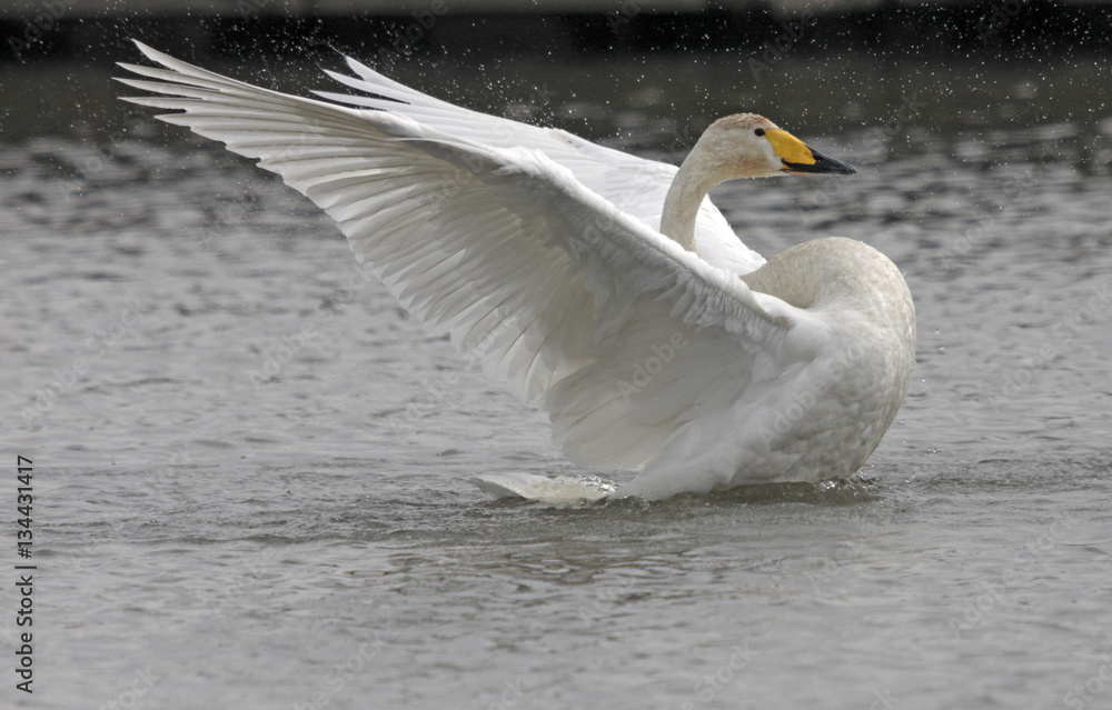 Obraz premium 大きく羽ばたく