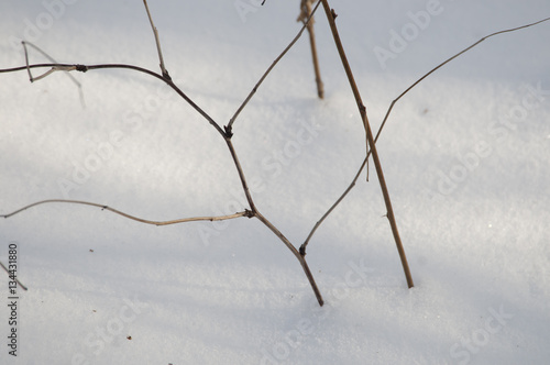 Bush branches and snow