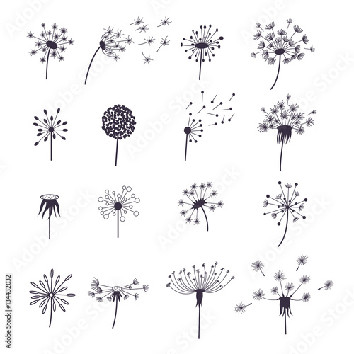Dandelion Fluffy Flower and Seeds Set. Vector