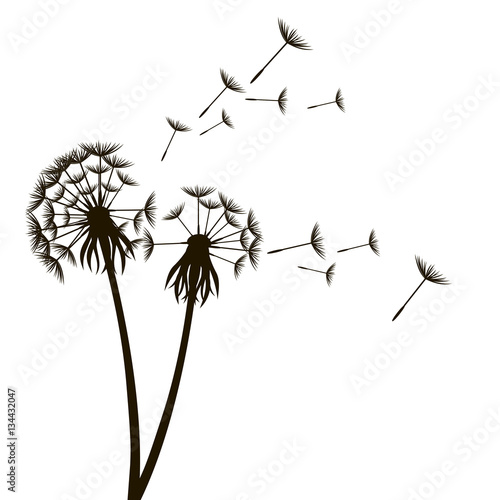 Dandelion Fluffy Flower and Seeds. Vector