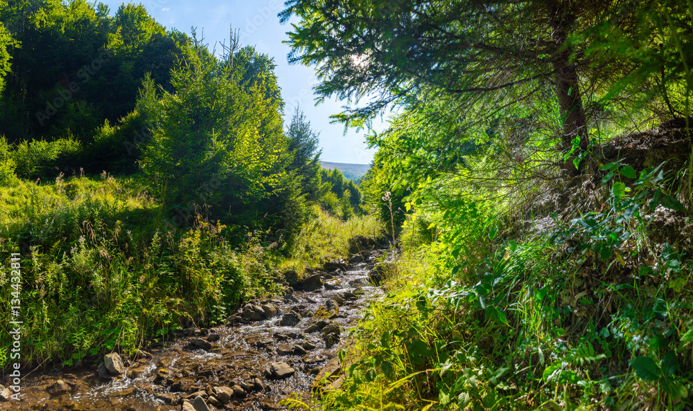 Mountain stream. Alpine forest. Summer day in the afternoon. Blue sky. Summer landscape. The picturesque valley. Mountain stream. Alpine forest. Summer day in the afternoon. Blue sky. Summer landscape. The picturesque valley.