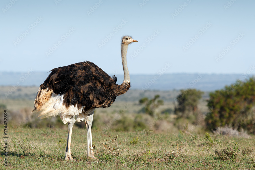 Naklejka premium Female Ostrich standing straight