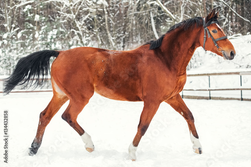 Bild auf Leinwand Bay trakehner horse trotting on winter snow