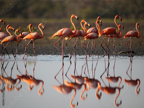 A flock of flamingo