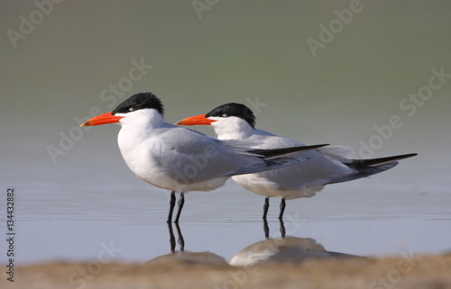 Caspian tern