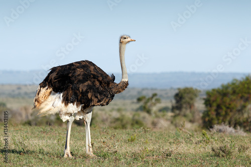 Female Ostrich standing straight