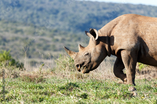 Close up of a Rhinoceros standing and grazing