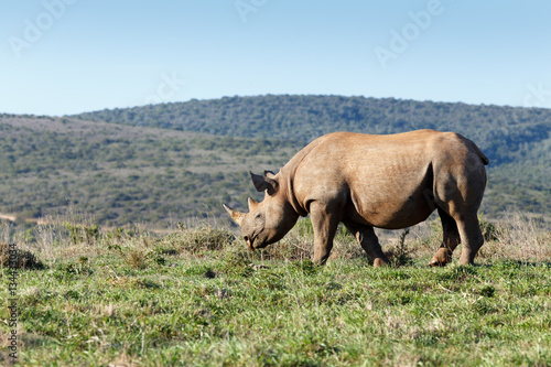Rhinoceros standing and grazing at the grass