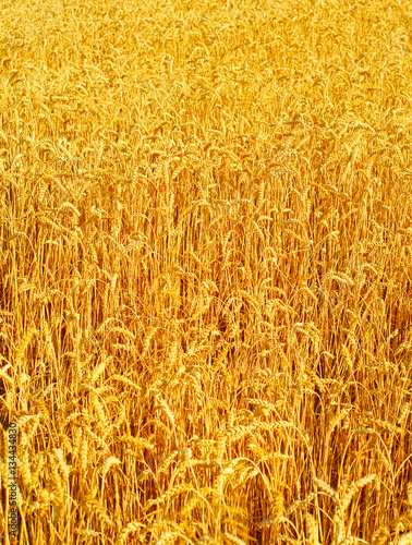 Wheat field background