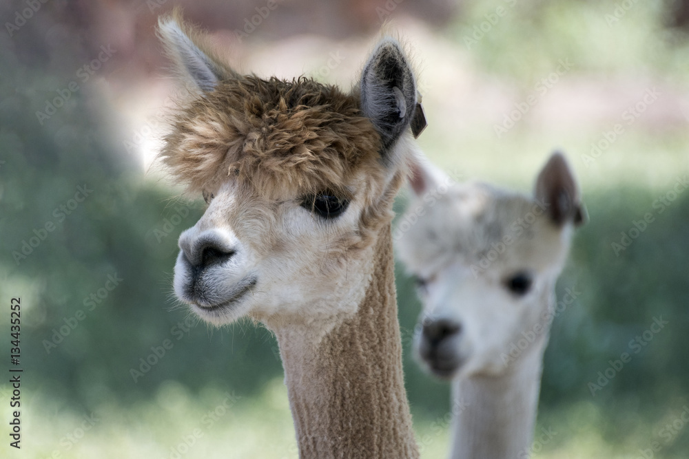 Obraz premium Alpaca