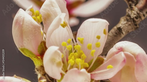 Timelapse video of an Apricot flower blooming on a dark background