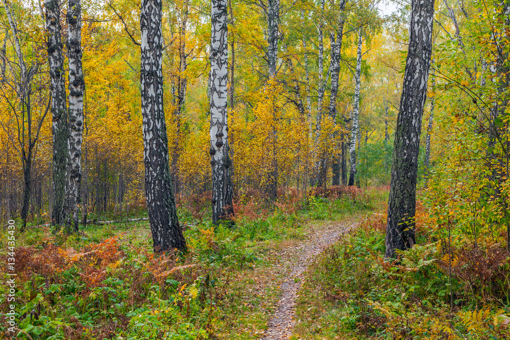 Autumn forest.