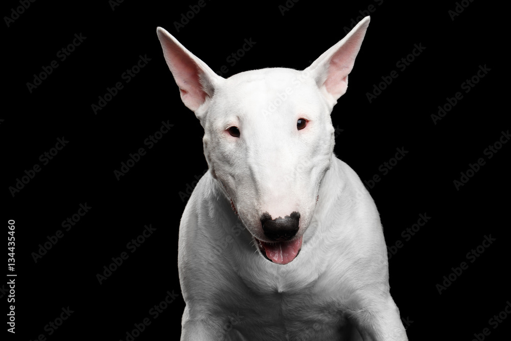 Close-up portrait of White Bull Terrier Dog on isolated black background, front view