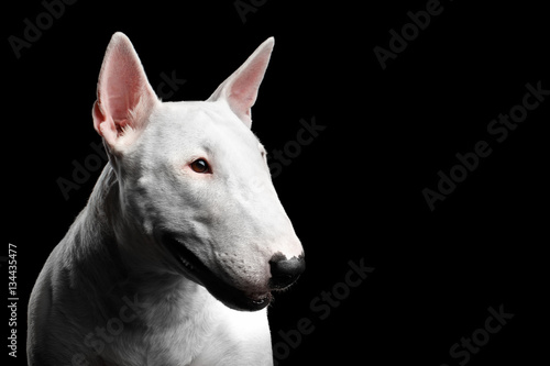 Fotografia, Obraz Close-up portrait of White Bull Terrier Dog Looking side on isolated black backg