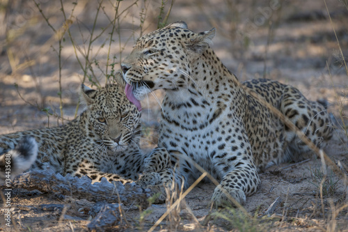 Leopard (Panthera pardus) female grooming juvenile. Kalahari. Botswana